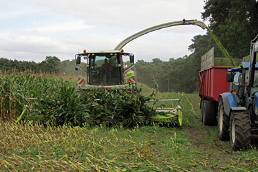 Silomaisernte mit einem Claas Jaguar 950