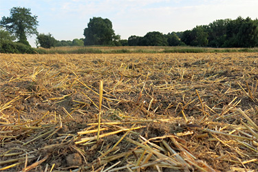 Gegrubbertes Stoppelfeld