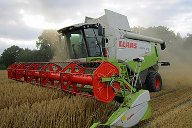 Wintergerstenernte mit Claas-Mähdrescher