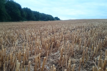 Wintergersten Stoppeln