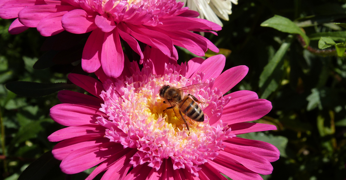 Fachberater/in (m/w/d) für Bienenzucht/Imkerei Landwirtschaftskammer