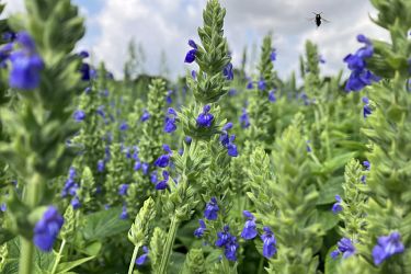 Chiablüte im August