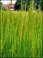 Einkornähre in der Blüte