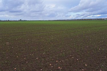 Getreidefeld im Herbst