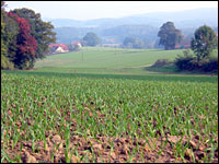 Wintergetreide im Herbst