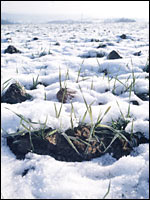 Getreide im Schnee