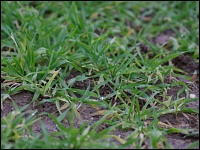 Junges Wintergetreide im späten Herbst