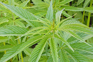 Hanf (Cannabis sativa)
