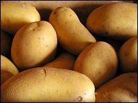 Kartoffeln der Sorte Allians