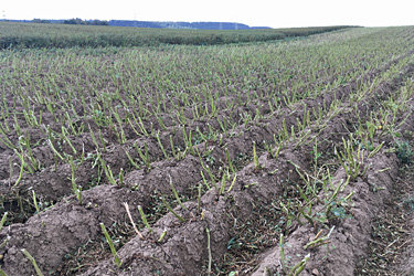 Geschlegeltes Kartoffelkraut als Erntevorbereitung