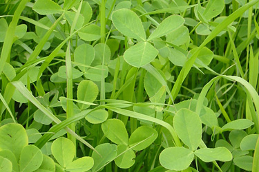 Kleegrasmischung