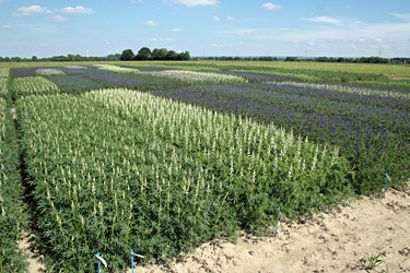 Feldversuch mit Blauen Lupinen