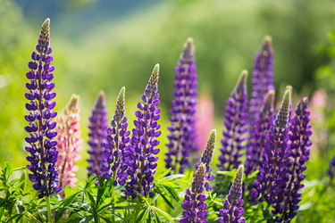 Lupinen