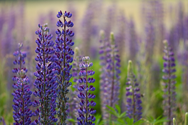 Blaue Lupinen