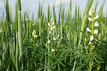 Lupinen-Sommergersten-Gemenge