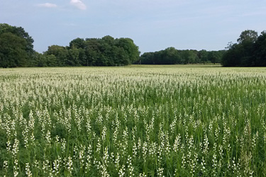 Weiße Lupinen