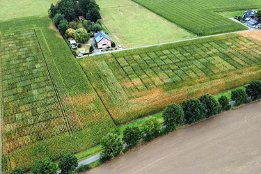 Mais-Versuchsflächen LSV 2025