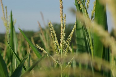 Maisblüte