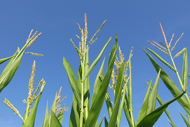 Maisblüte im Juli