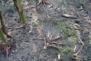 Erntereste als Überträger von Fusarium