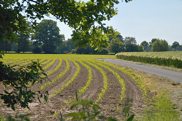 Maisjungpflanzen