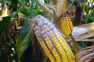 Maiskolben mit Fusarium