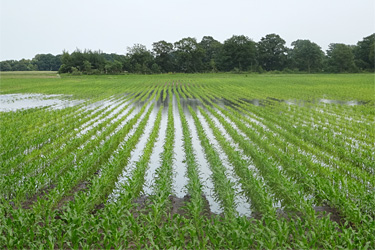 Mais nach starkem Niederschlag