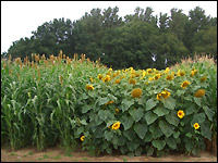 Mais und Sonnenblumen