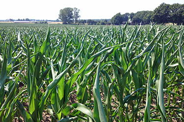 Trockener Mais im Juli