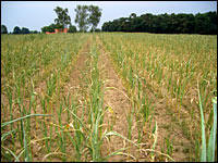 Trockenschäden beim Mais