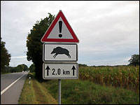 Wildschwein-Warnschild und Mais