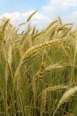 Ökotriticale Securo