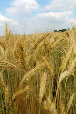 Ökotriticale Tulus