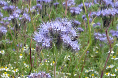 Büschelschön (Phacelia tanacetifolia)