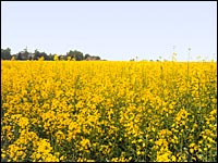 Rapsfeld