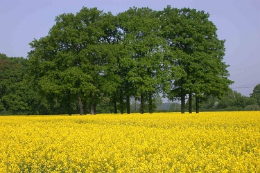 Blühendes Rapsfeld mit Eichen