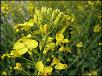 Raps mit sterilen Blüten