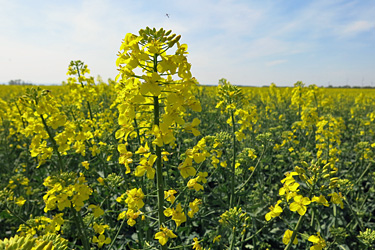 Raps in voller Blüte