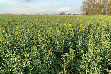 Raps vor der Blüte