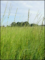 Riesen-Weizengras (Elymus obtusiflorus)