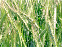 Saatgutvermehrung von Triticale