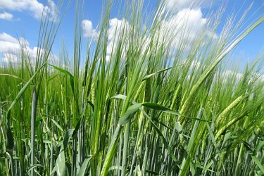 Sommerfuttergerste vor blauem Himmel