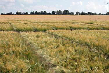 Sommergerste in Berlingsen