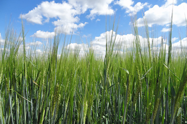 Sommergerste als Futtergetreide