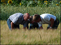 Sommergerste als Zwischenfrucht