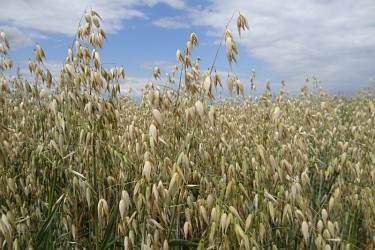 Sommerhafer mit später Strohreife