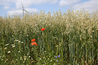 Sommerhafer in Ostwestfalen