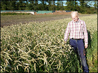 Sommertriticale als Zwischenfrucht