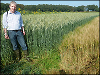 Sommertriticale und Sommergerste als Zwischenfrüchte