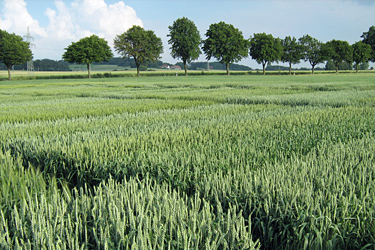 Sommerweizen LSV 2021 in Lage